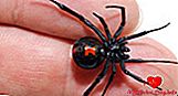Forgiftning på grund af Black Widow Spider Venom (Black Widow Spider Bites)