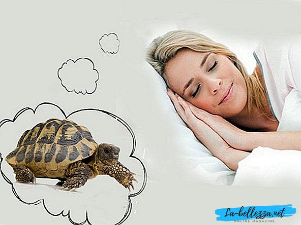What does a turtle dream about