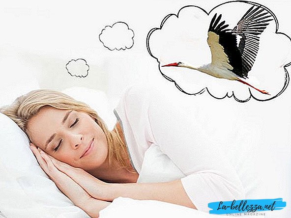Varför drömmer om en stork?