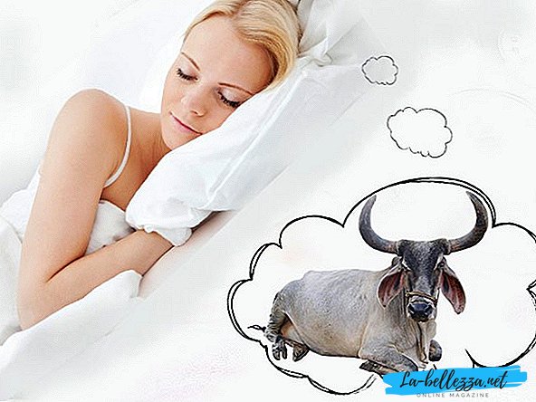 Zakaj sanjati bika?