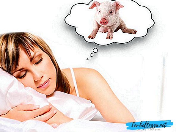 Hvorfor drømme gris