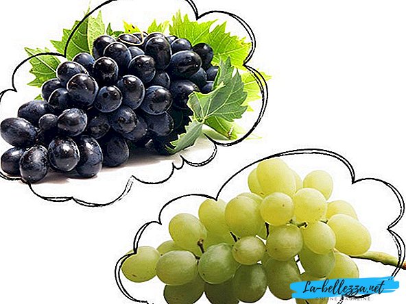 What dreams of grapes