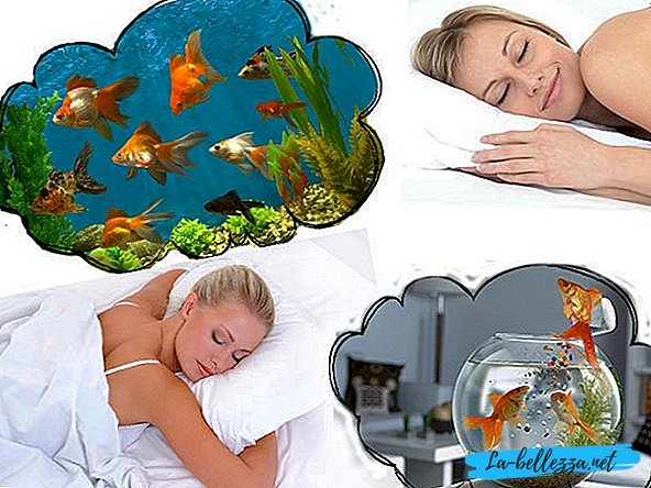 Proč snít ryby v akváriu