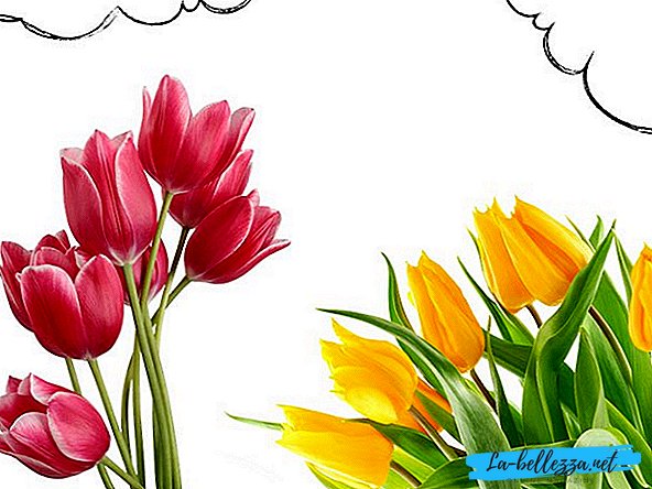 Jaké sny o tulipány