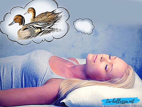 À quoi rêvent les canards?