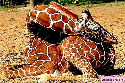 Fallen giraff upp till 10 livräddare