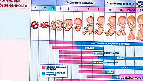 10 semanas de embarazo. Desarrollo y sensación fetales a las 10 semanas de gestación.