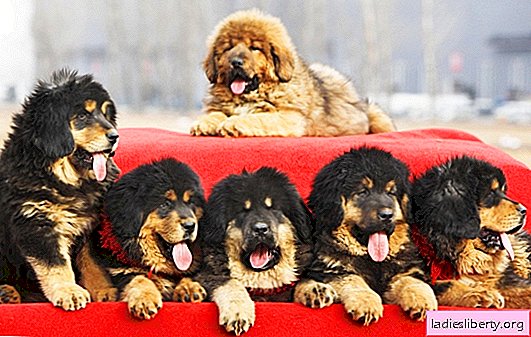 Los 10 perros más caros del mundo con fotos. Descripción, cualidades de carácter y características que poseen los perros más caros del mundo.