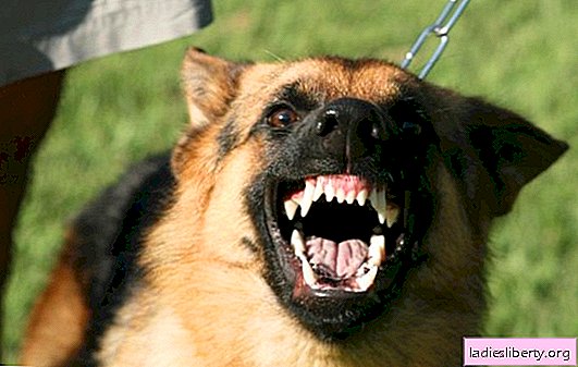 Atenção, TOP 10 - os cães mais perigosos. Qual raça de cão deve ser mais temida que todas as outras?