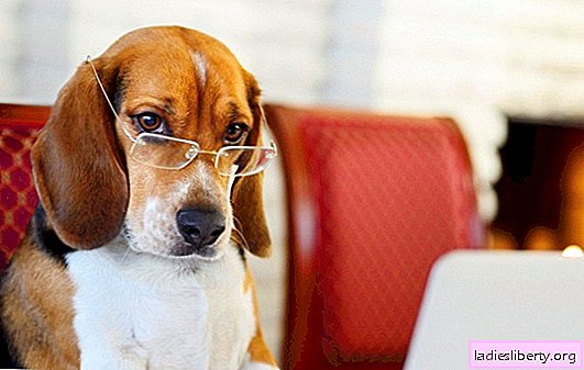 TOP 10 anjing paling pintar. Keturunan anjing yang dianggap paling bijak di dunia