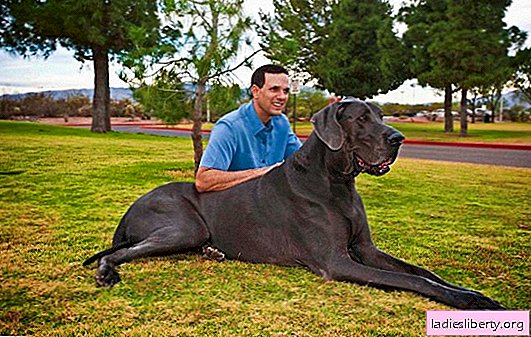TOP 10 largest dogs in the world. Features and qualities possessed by the largest dogs in the world.