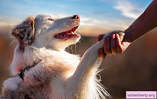 TOP 10 cães mais fiéis são nossos amigos de confiança! Os cães mais dedicados: foto e descrição das raças