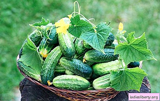 14 geriausių derlingų agurkų atviroje žemėje: savidulkių veislių ir hibridų aprašymas. Geriausių savaime apdulkintų agurkų pasirinkimas