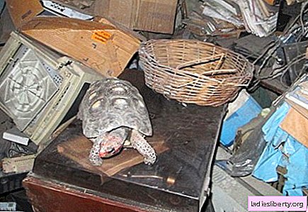 The tortoise forgotten in a closet has lived for 30 years without food