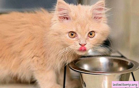 Cómo alimentar a un gatito en 4 meses: la composición de la dieta. Cómo cocinar la comida adecuada para un gatito de cuatro meses, que no se le debe dar