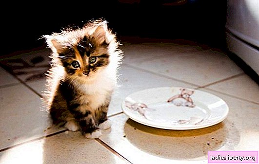 How to feed a kitten in 4 months? Everything you need to know about feeding a kitten at 4 months