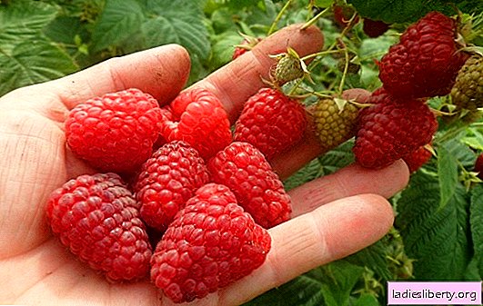 특징과 설명이있는 가장 달콤하고 큰 과일 나무 딸기의 5 가지 최고의 수확량 품종. 교외, 우랄 또는 시베리아에 심는 라즈베리