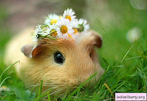 6 reasons to get your baby a guinea pig
