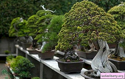 6 ideal plants for bonsai (photo)