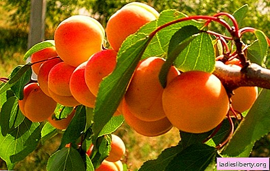 Apricot "Triumph North": karakteristik varietas, daerah tumbuh. Pemilihan bibit "Triumph North", reproduksi