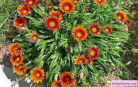 African daisies - gatsaniya: growing a bright flower without any problems. How can you grow gatsaniya from seeds and cuttings