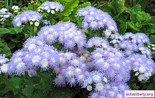 Ageratum: landing, care (photo). Methods of growing ageratum, diseases and flower pests