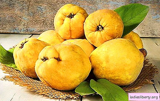 Quince: its composition, calorie content and useful properties. How can quince be useful to children and people with different diseases
