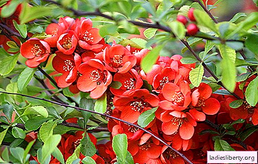 Japanese quince: proper planting and care. Overview of Japanese quince varieties, recommendations on the topic of competent care and cultivation