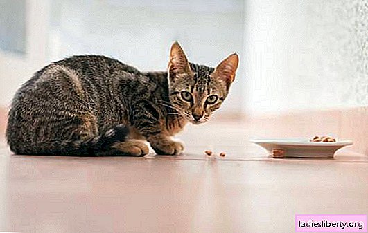 Alergia alimentar em gatos - sintomas e tratamento. Como escolher uma comida de gato de modo que não haja alergia, que comida muitas vezes causa a alergia
