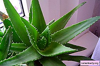 Aloe: miracle medicine on your window