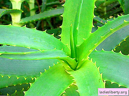 Aloe - medicinal properties and applications in medicine