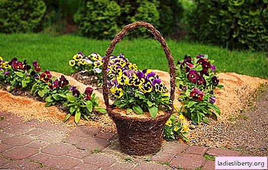 Stiefmütterchen - Pflanzen und Pflege, Merkmale dieser Blume und ihrer verschiedenen Sorten. Krankheiten und Schädlinge von Stiefmütterchen