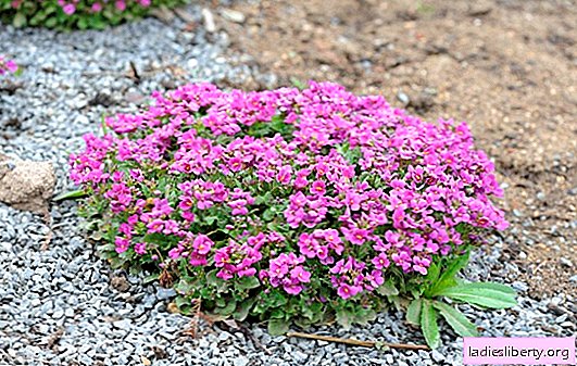 Arabis: planting and care in the open ground. The subtleties of growing arabis in the garden: reproduction, preparation for winter