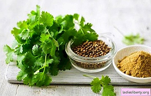 A fragrant and healthy cilantro on your table - a healer? Useful properties and contraindications of cilantro