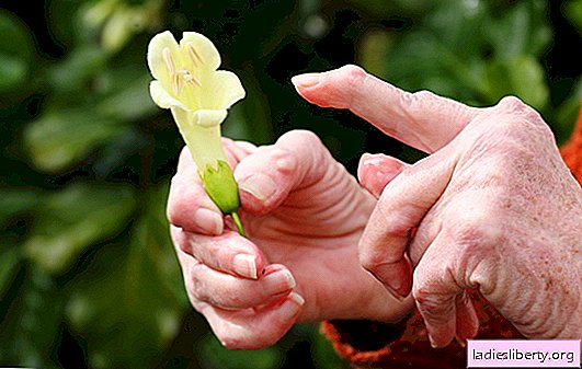 Arthritis: folk remedies will help, will be effective? How to defeat arthritis with folk remedies: baths, ointments, compresses, decoctions, tinctures