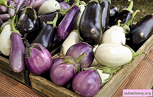 Eggplant: health benefits and harms. Useful properties of eggplant for the human body