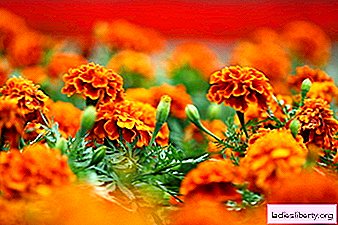 Marigolds - growing, care, transplanting and reproduction