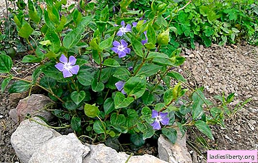 Periwinkle: planting and care on a site near the house. Varieties of periwinkle, methods of growing magic flowers of love and care for them