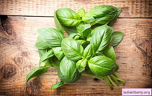 Basil: the use of spicy herbs, use in medicine, cosmetology, cooking. Basil: harm, important contraindications