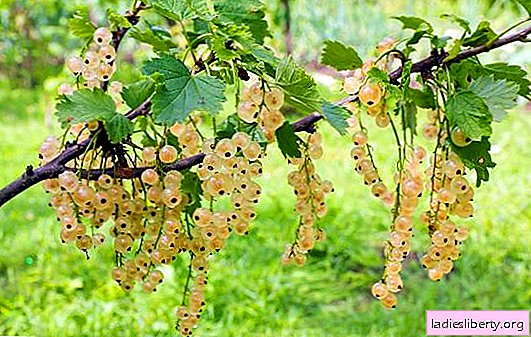 White currant: its beneficial properties and contraindications for the use of white currant. Differences in white currant, calorie content