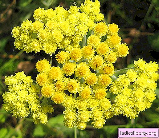 Immortelle - medicinal properties and applications in medicine