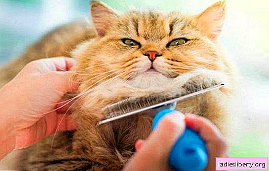Pulgas de gato - como removê-los rapidamente e com segurança? Os melhores remédios populares para pulgas em um gato