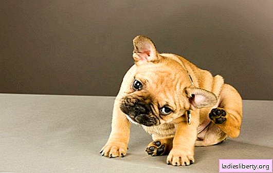 Puppy fleas: causes, symptoms and treatment. Effective home remedies that are safe to use if your puppy has fleas.