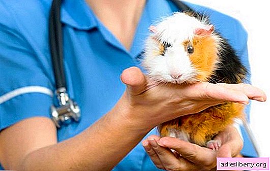 Ziekten en behandeling van cavia's. Hoe tijdig te herkennen dat uw huisdier ziek is: hoe een cavia te behandelen?