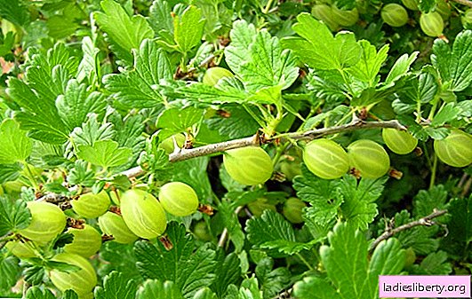Gooseberry diseases and control: how to spray gooseberries? How to recognize gooseberry diseases, what measures to take?