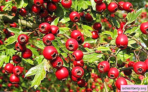 Hawthorn - medicinal properties and use in medicine