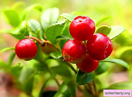 Lingonberry - propiedades medicinales y aplicaciones en medicina