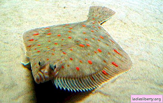 A valuable gift of the sea flounder - the benefits and importance in dietary nutrition. How to choose and cook flounder tasty
