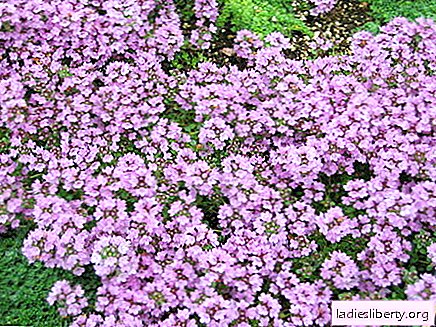Thyme - medicinal properties and applications in medicine