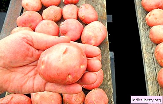 Yang menarik adalah kentang Rodrigo: karakteristik varietas, fitur, dan indikator hasil. Apa kondisi untuk kentang Rodrigo?